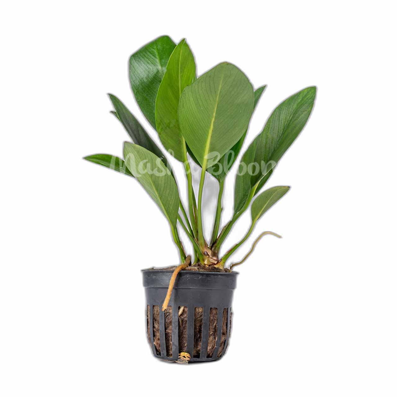 Анубиас конгензис широколистный (Anubias congensis Broad leaf) в горшке