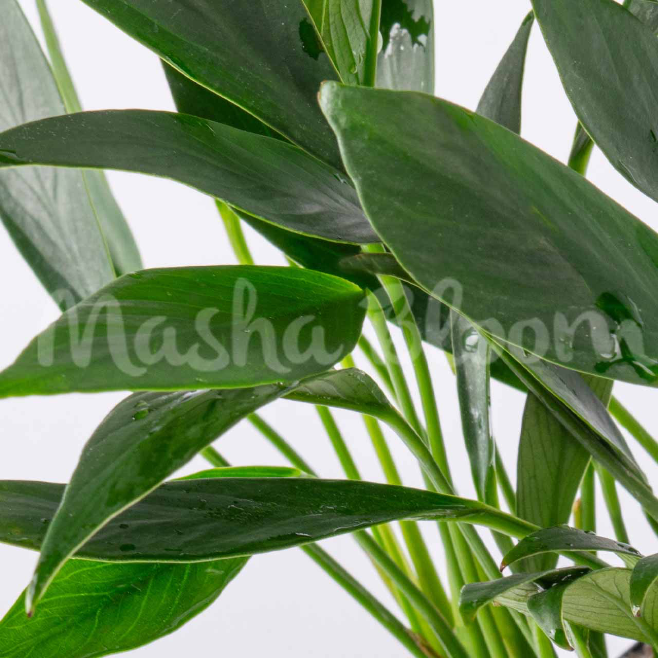 Анубиас конгензис мини (Anubias congensis mini) в горшке