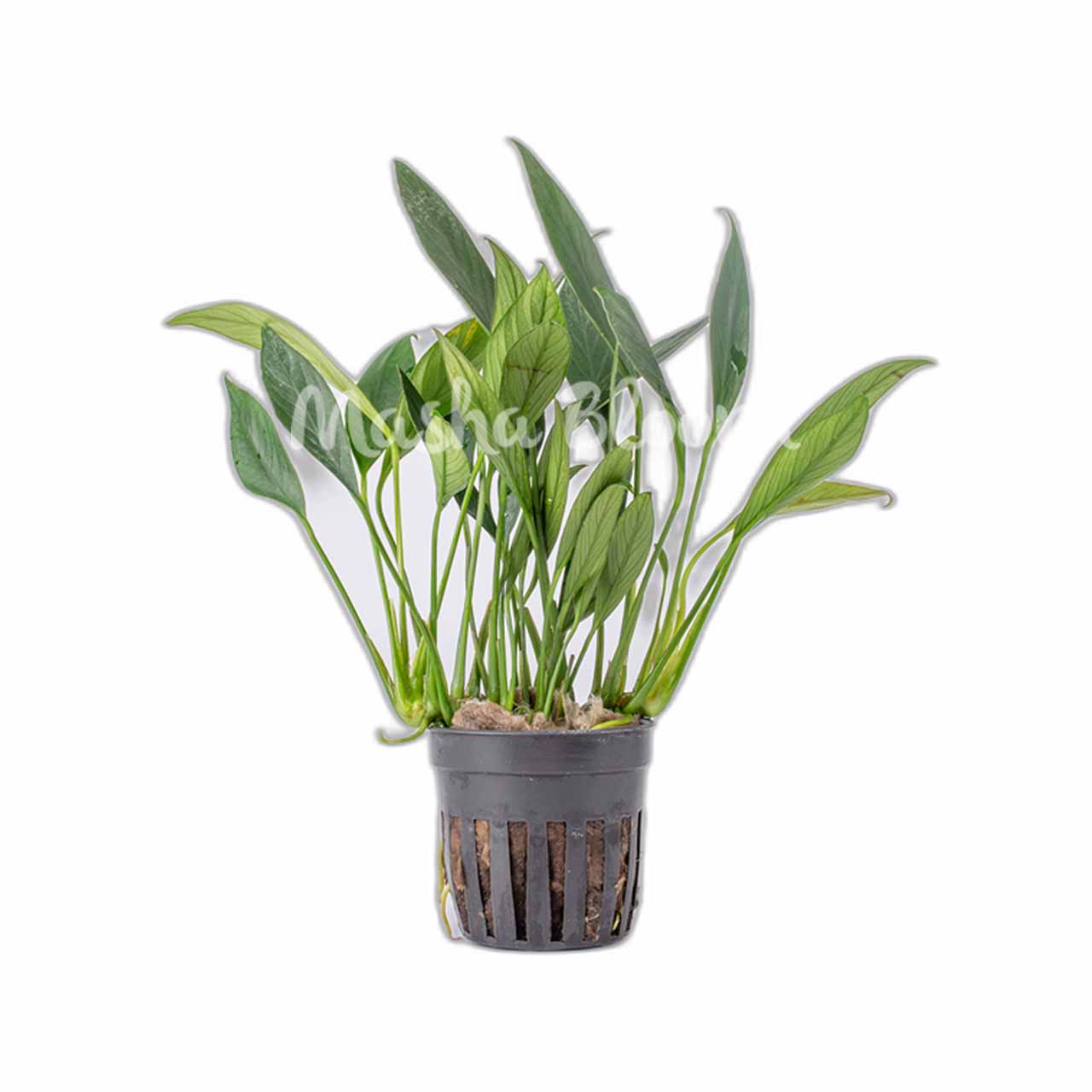 Анубиас конгензис мини (Anubias congensis mini) в горшке