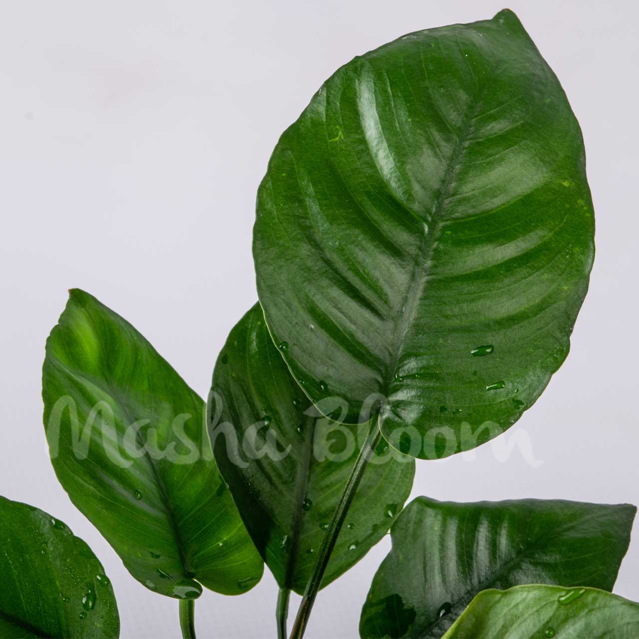 Анубиас бартера широколистный (Anubias barteri var. Broad leaf) в горшке