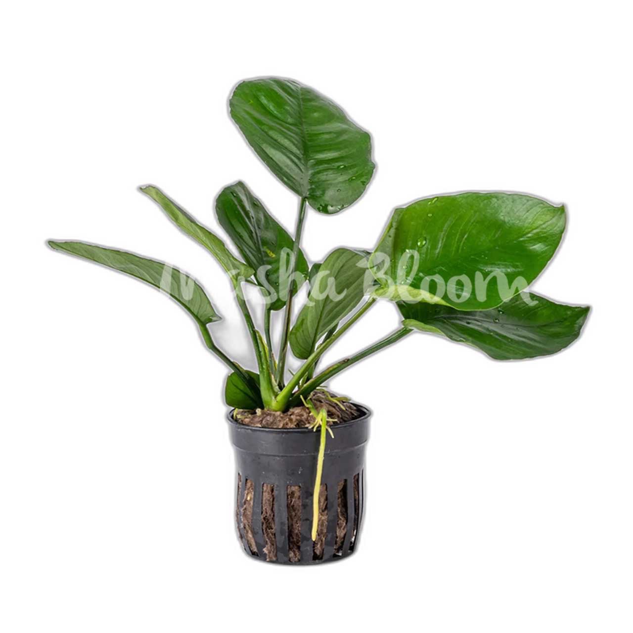Анубиас бартера широколистный (Anubias barteri var. Broad leaf) в горшке