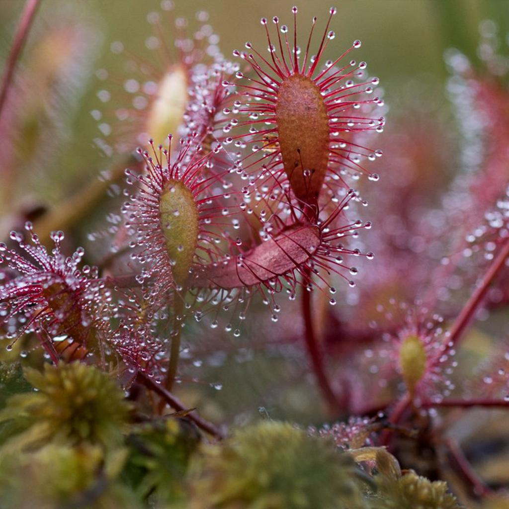 Меристема MASHA BLOOM Росянка английская (Drosera anglica) Ø90 мм