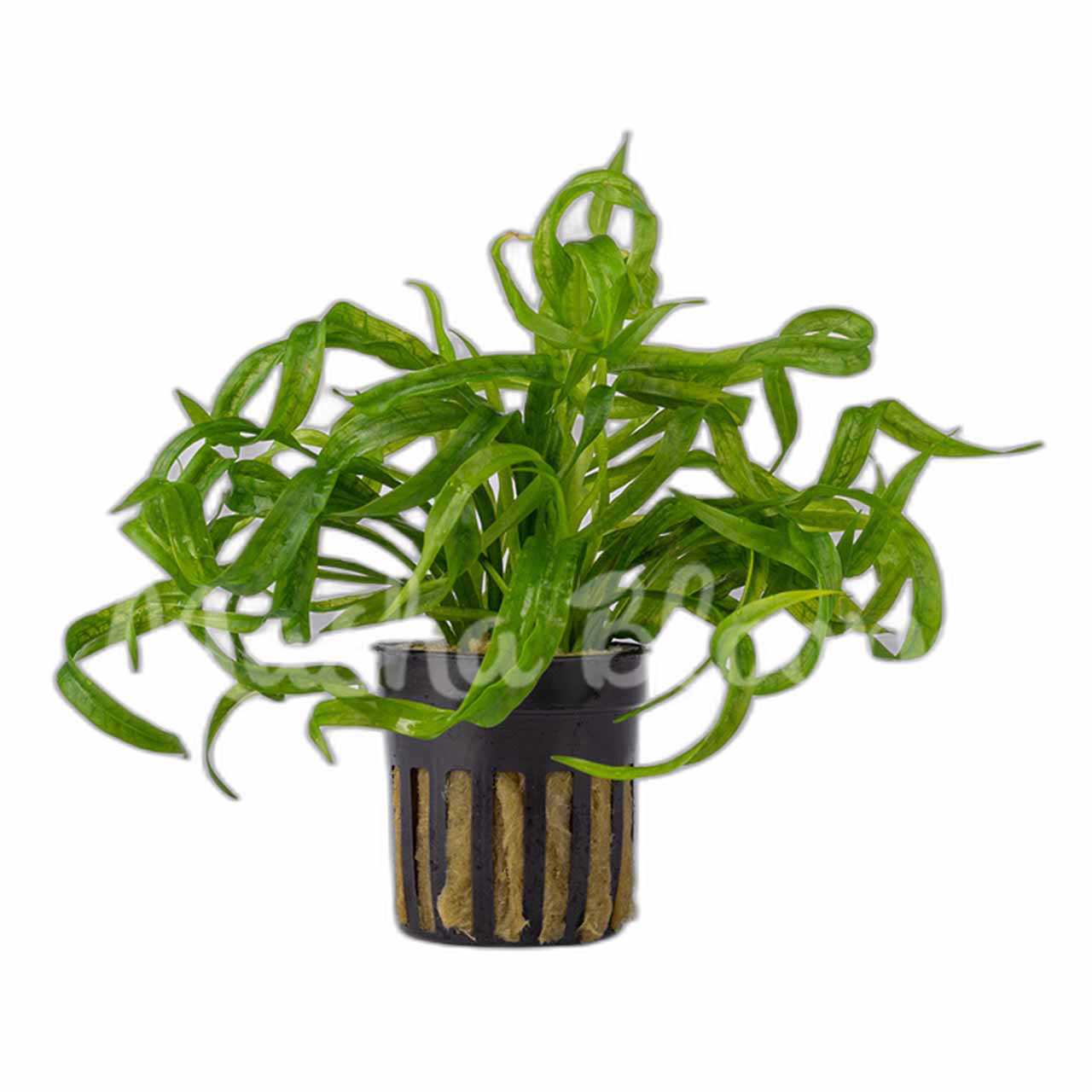 Эхинодорус Везувий (Echinodorus Vesuvius) в горшке