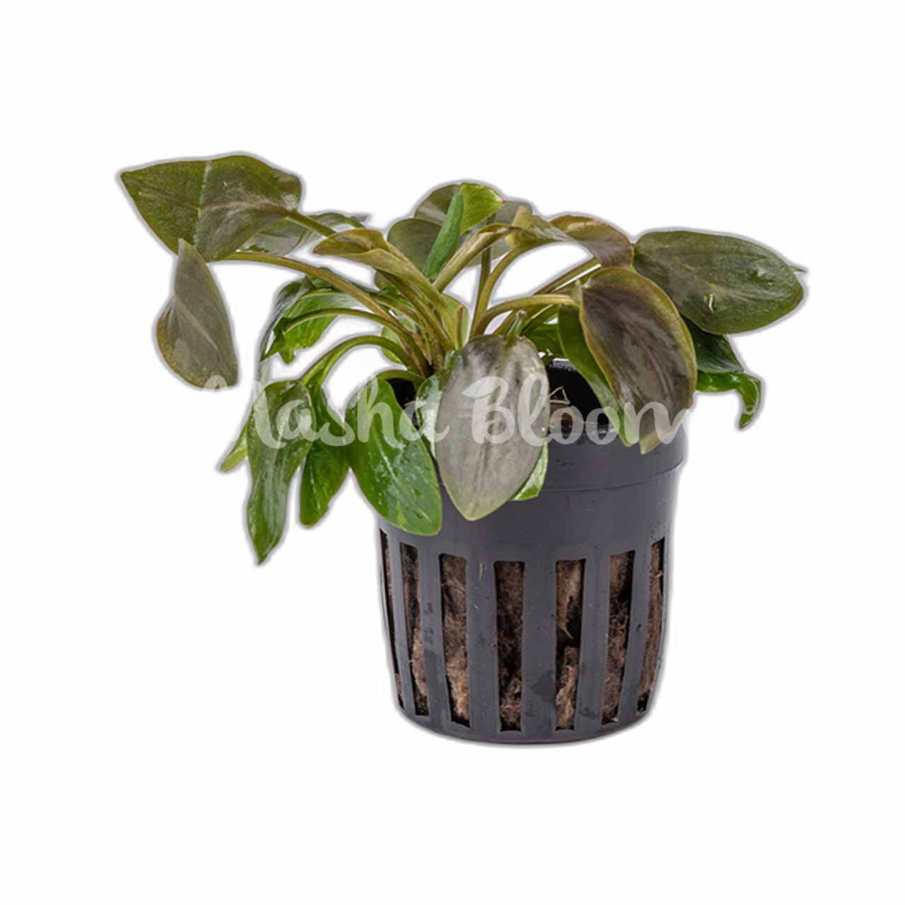 ЛАГЕНАНДРА МЕЕБОЛЬДА КРАСНАЯ (Lagenandra meeboldii red) в горшке