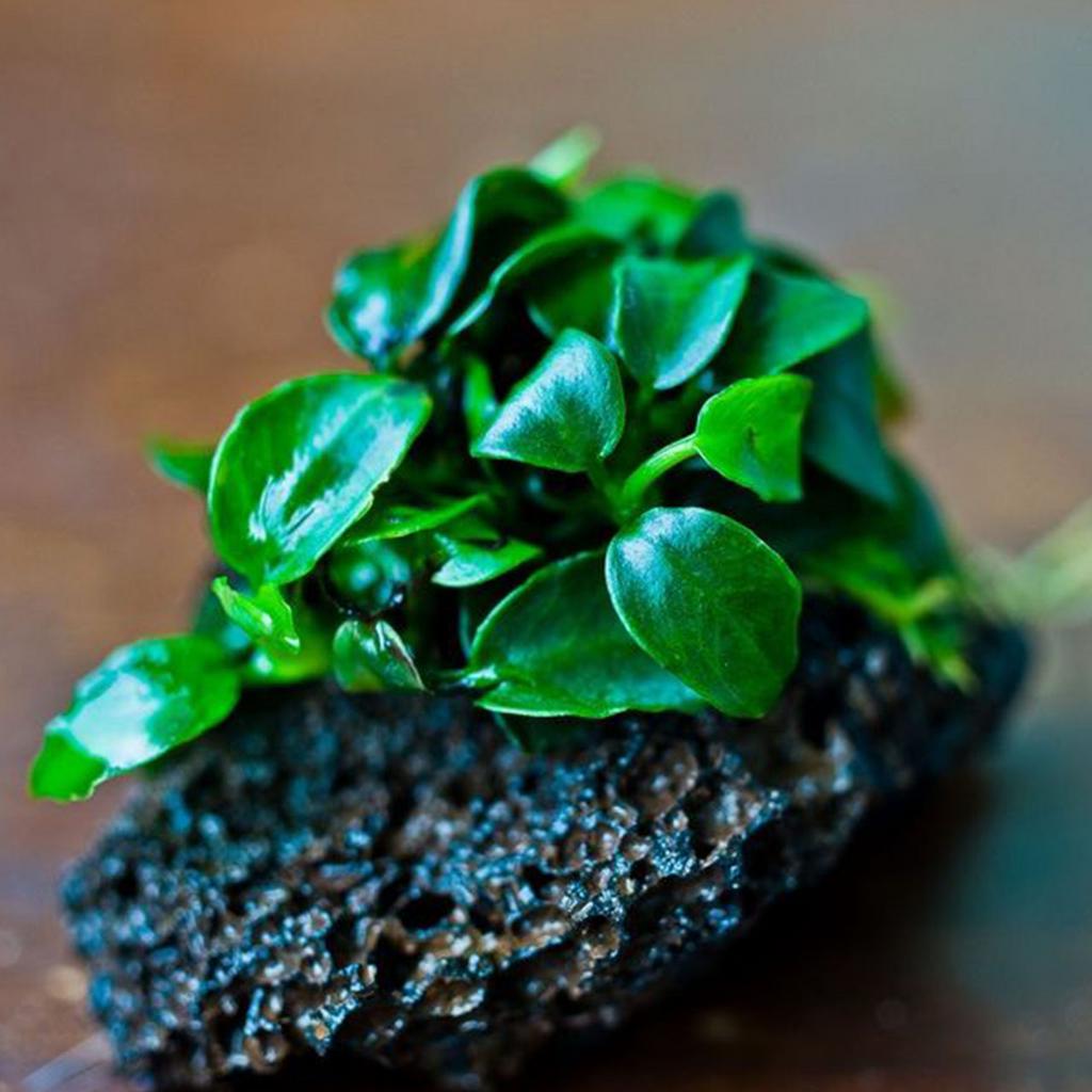 Анубиас нанги (Anubias «Nangi») на лаве