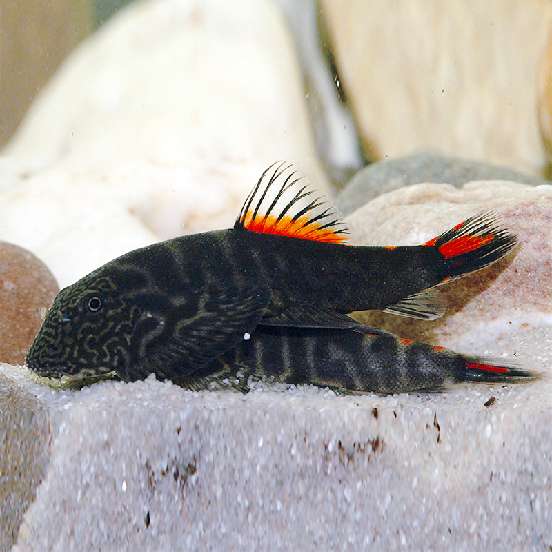 Гастромизон кроваво-красный (Gastromyzon punctulatus bloody red)