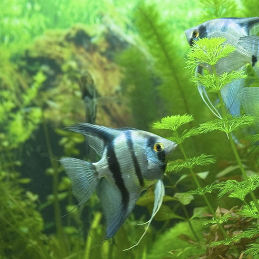 Скалярия Голубая зебра (Pterophyllum scalare var.)