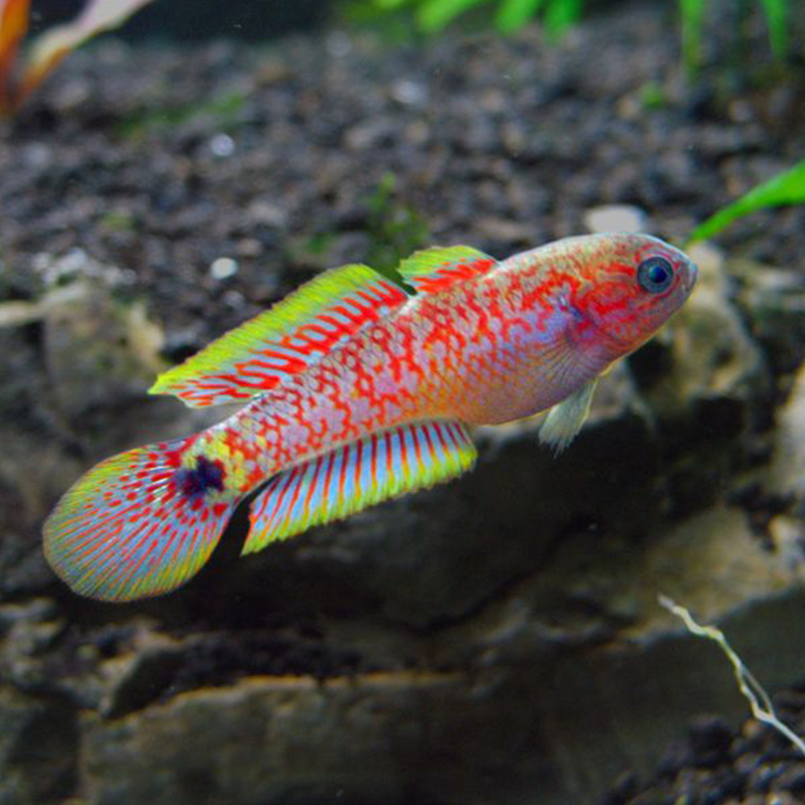 Элеотрис ковровый (Tateurndina ocellicauda)