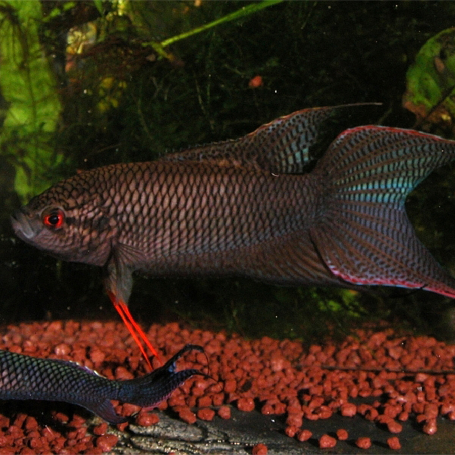 Макропод чёрный (Macropodus opercularis var. Black)