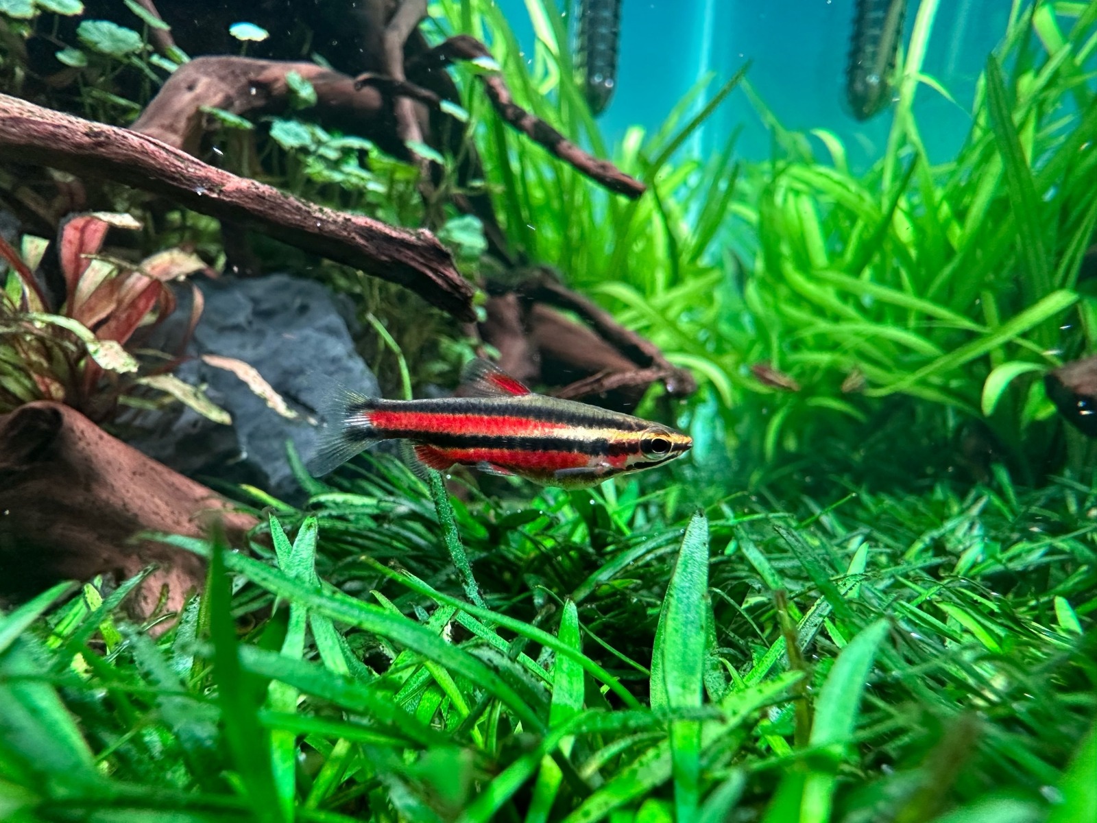 Нанностомус Рубиновый-Руброкаудатус ( Nannostomus rubrocaudatus)