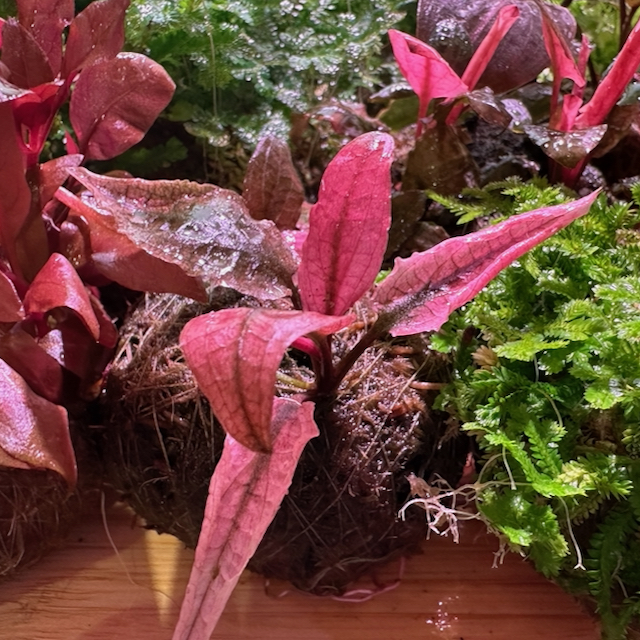 Вабикуса Криптокорина Фламинго (Cryptocoryne spec. Flamingo)