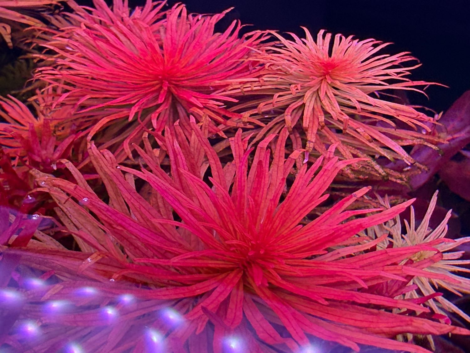 Людвигия пантанал (Ludwigia inclinata var. Verticillata «Pantanal»)