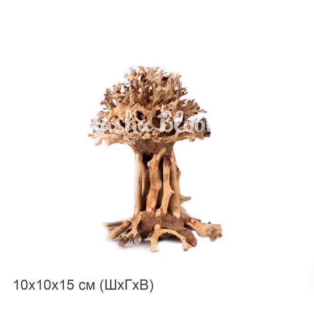 Дерево MASHA BLOOM Бонсай Баобаб