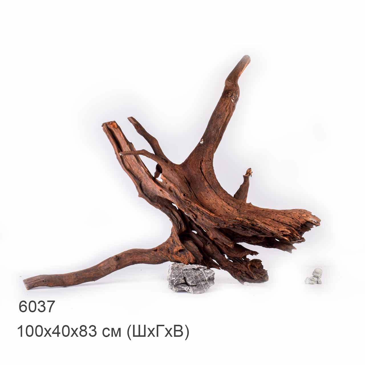 Коряга MASHA BLOOM "Железное дерево" затонувшая мангровая отборная 6037