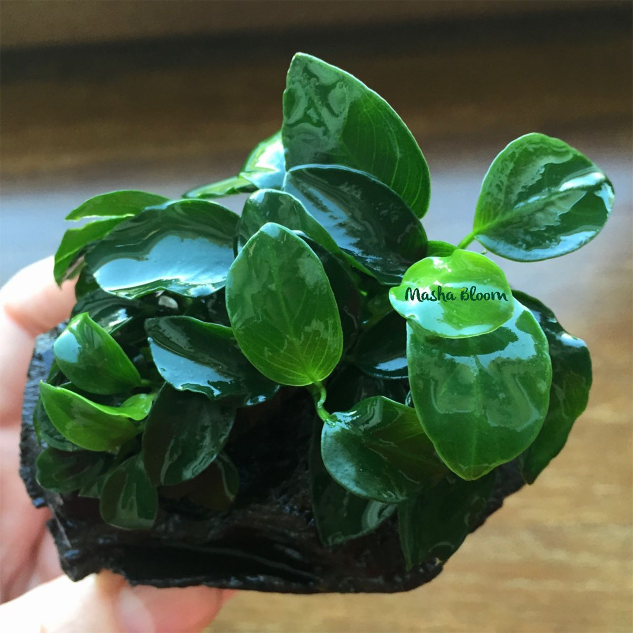 Анубиас нана толстый лист в горшке