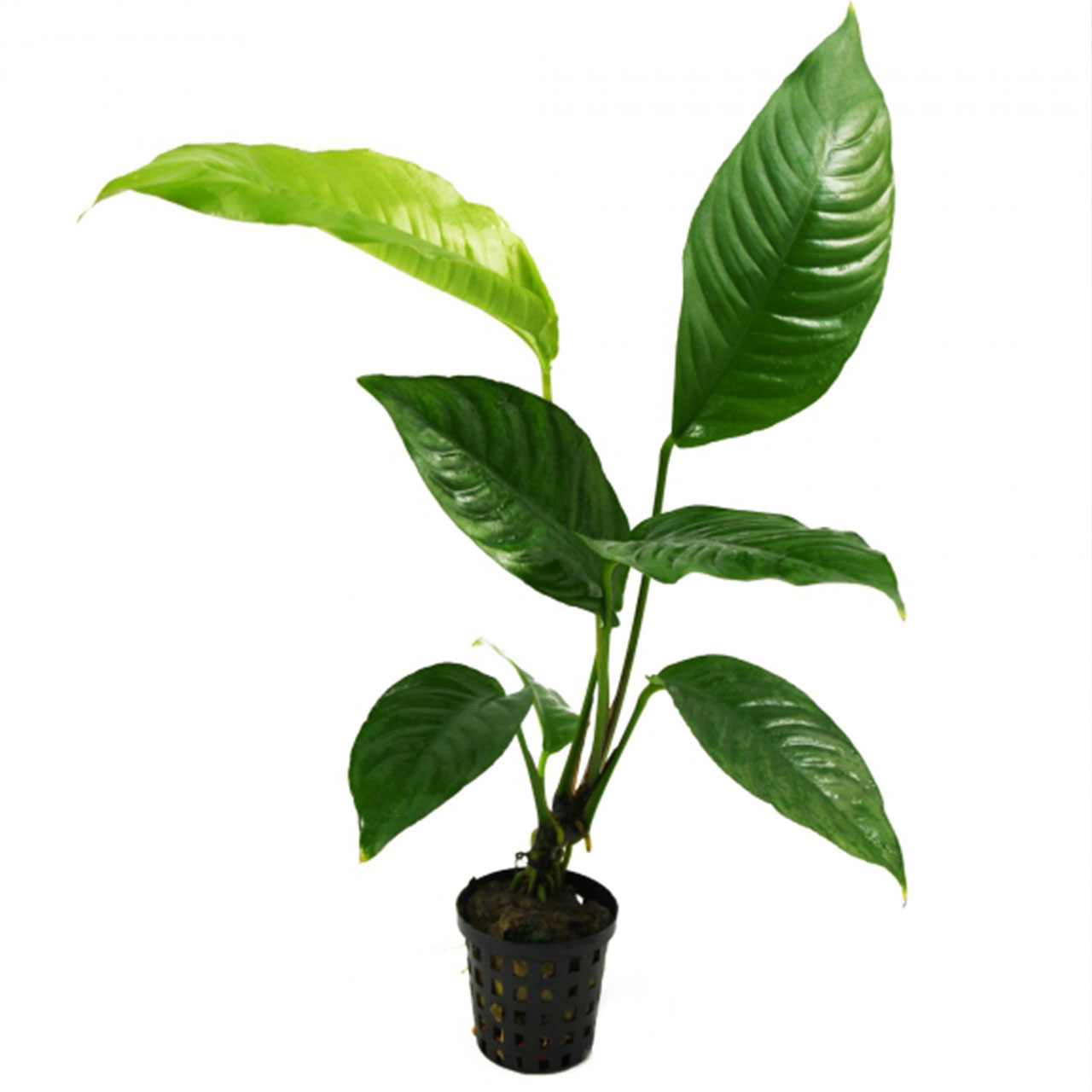 Анубиас разнолистный / гетерофилла (Anubias heterophylla) в горшке