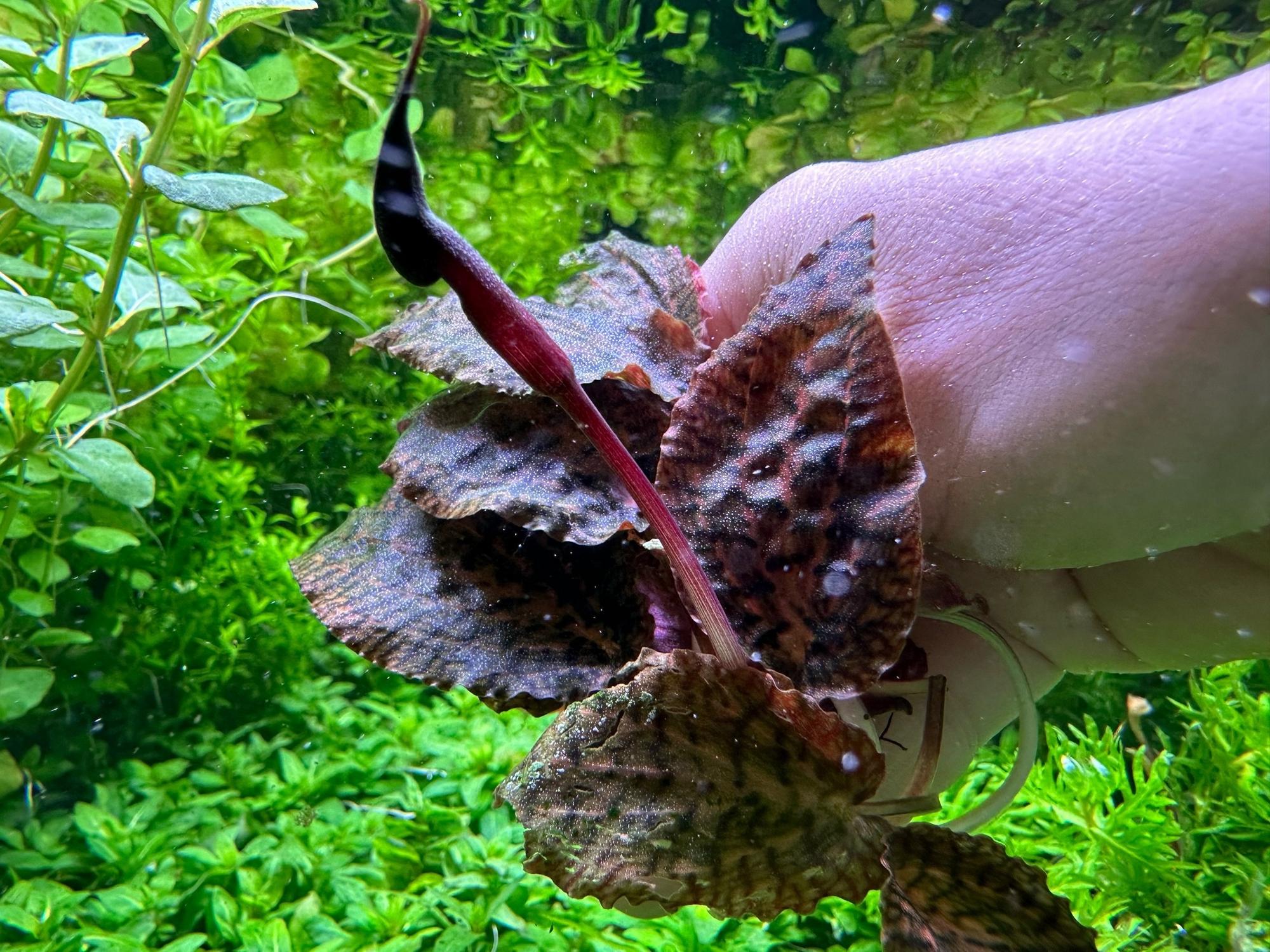 Криптокорина нури зелёная (Cryptocoryne nurii green)