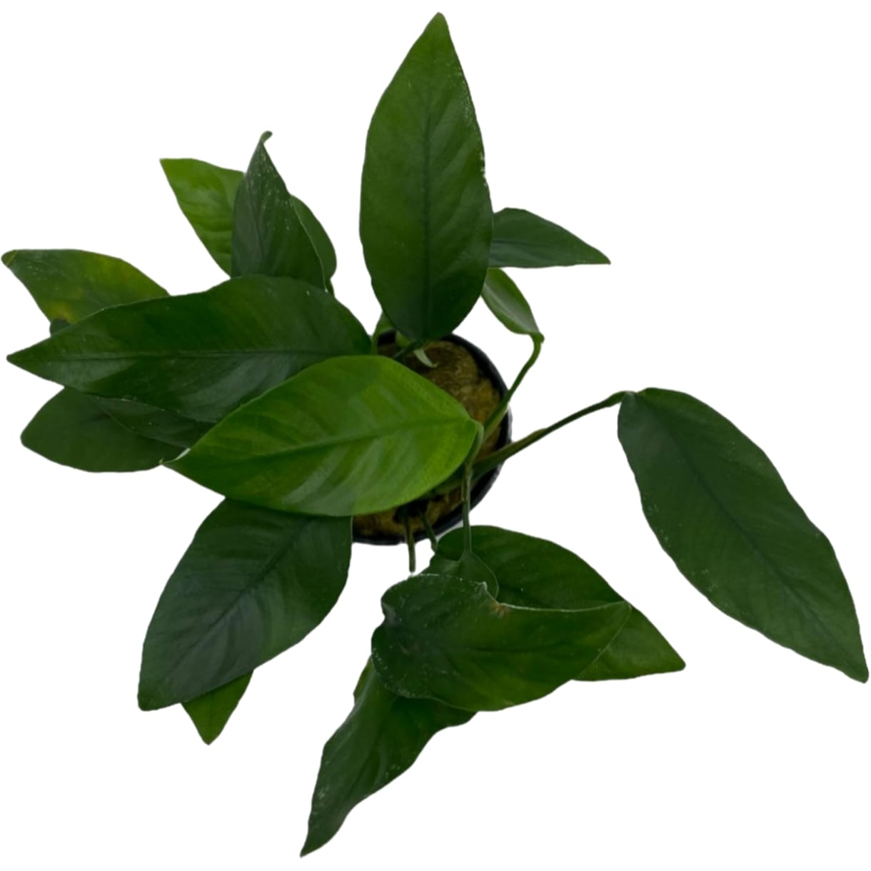 Анубиас бартера полосатый (Anubias barteri striped) в горшке