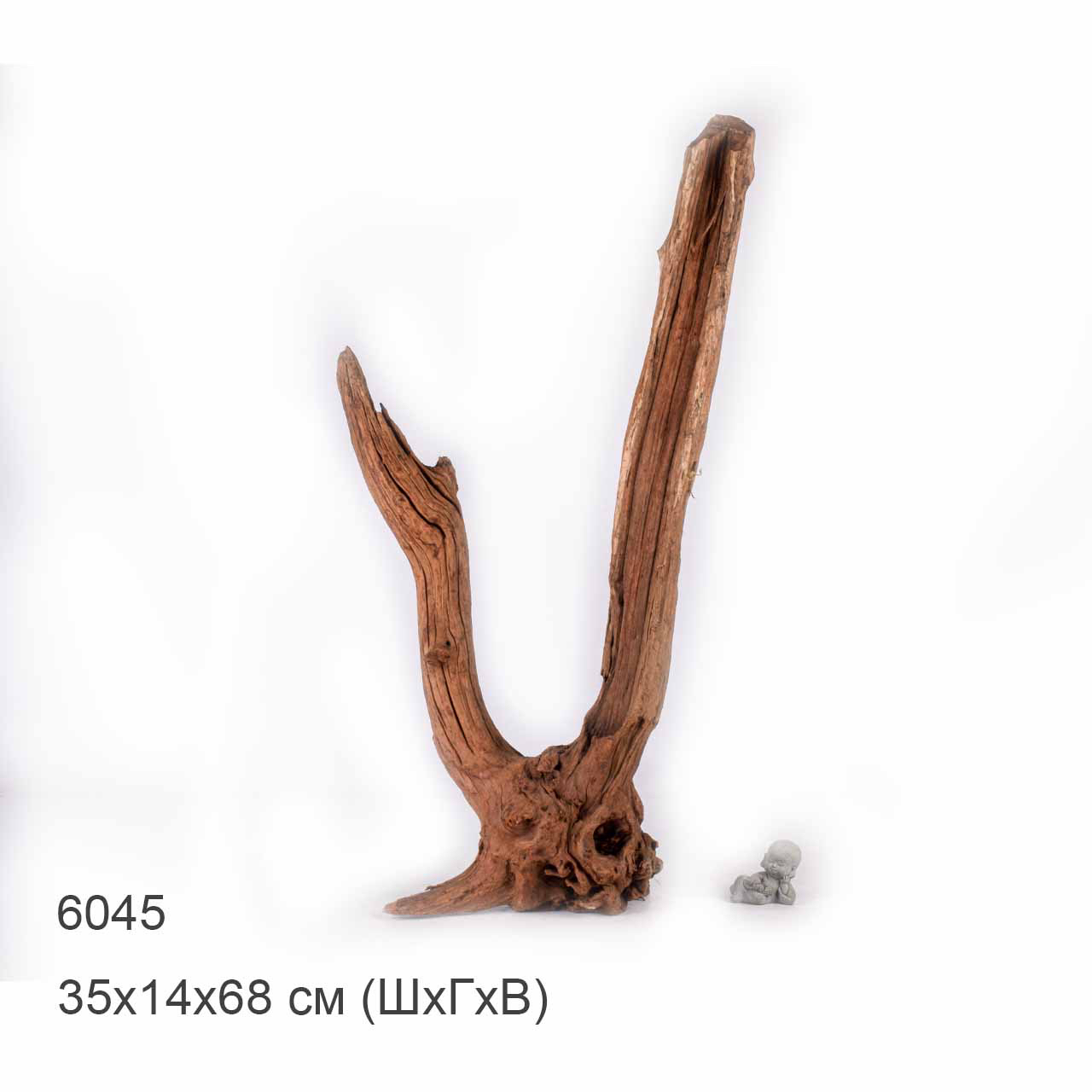 Коряга MASHA BLOOM "Железное дерево" затонувшая мангровая отборная 6045