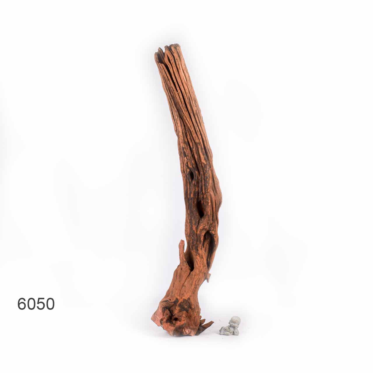 Коряга MASHA BLOOM "Железное дерево" затонувшая мангровая отборная 6050
