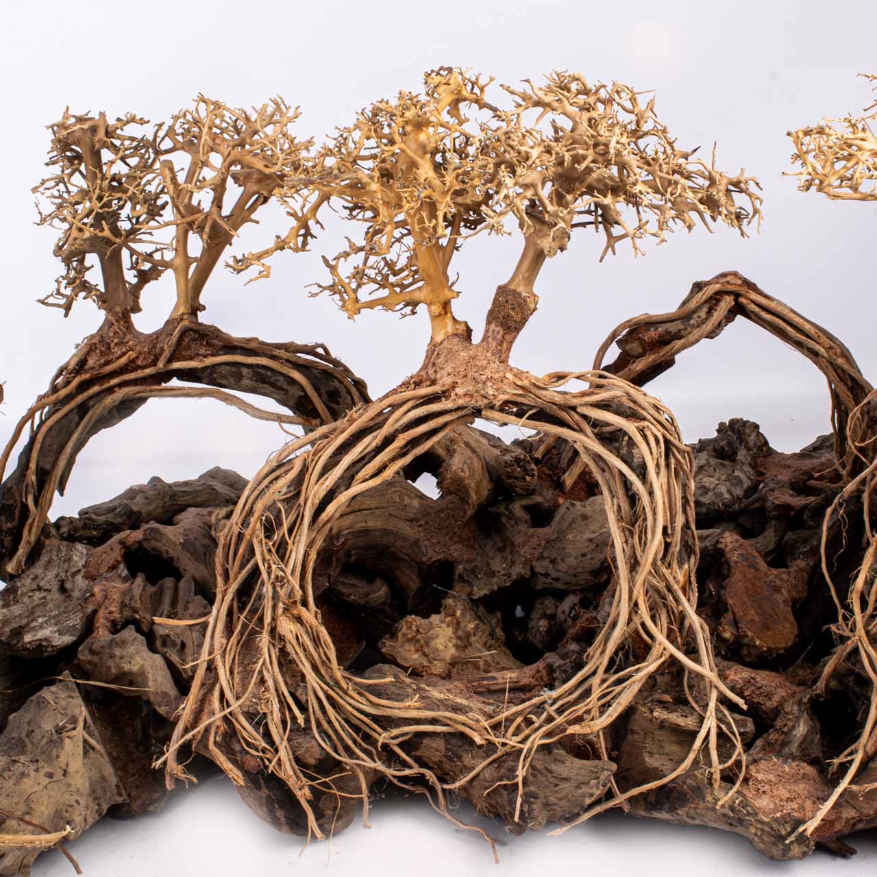 Композиция Бонсай MASHA BLOOM Арки