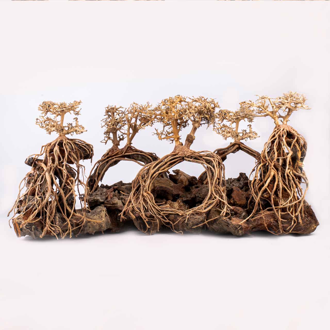 Композиция Бонсай MASHA BLOOM Арки