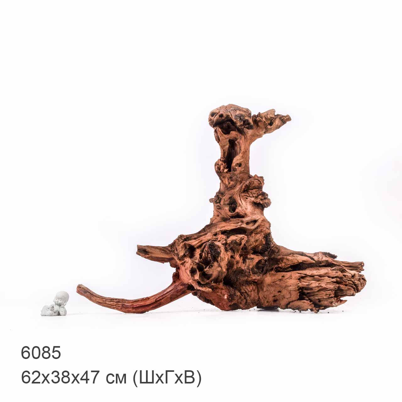 Коряга MASHA BLOOM "Железное дерево" затонувшая мангровая отборная 6085