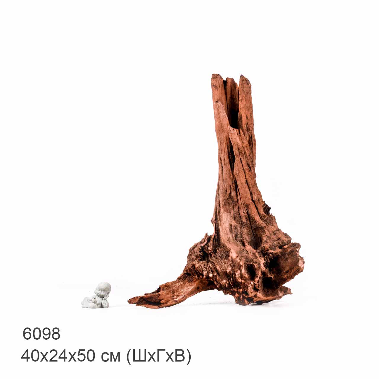 Коряга MASHA BLOOM "Железное дерево" затонувшая мангровая отборная 6098