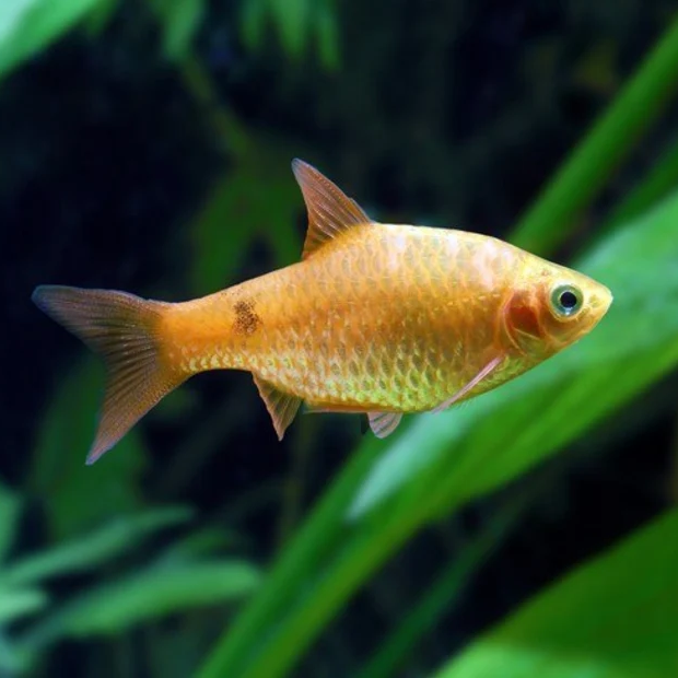 Барбус огненный (Puntius conchonius)