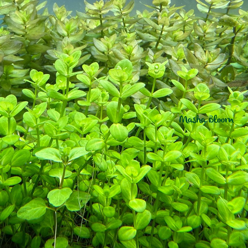 Линдерния круглолистная узорчатая (Lindernia rotundifolia variegated)