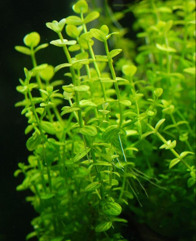 Линдерния круглолистная узорчатая (Lindernia rotundifolia variegated)