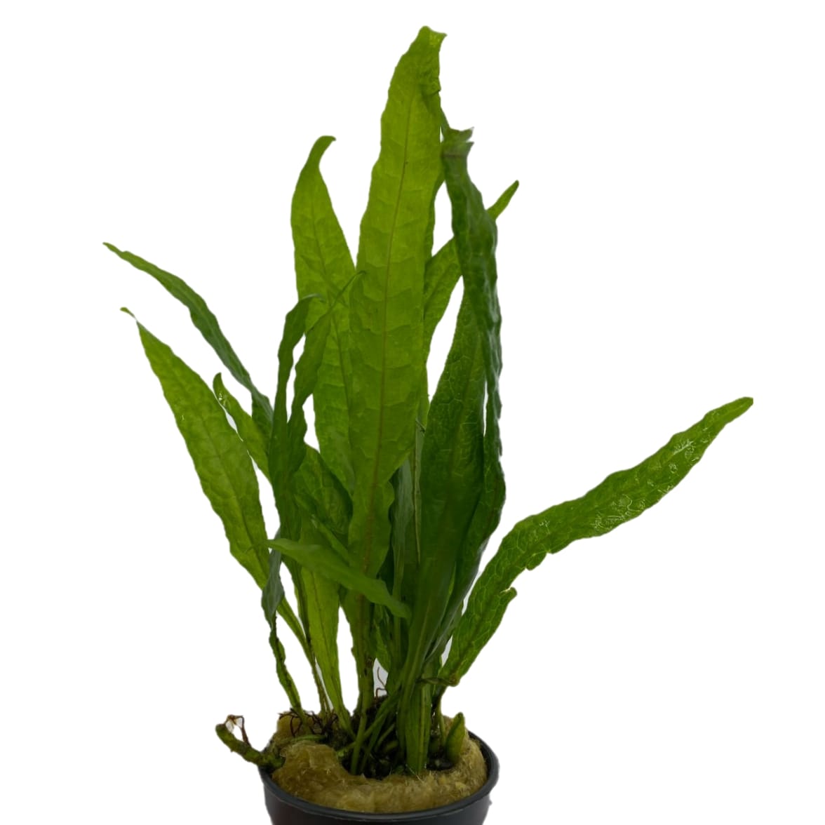 Папоротник таиландский мягколистный в горшке