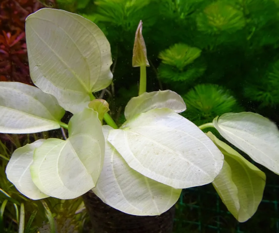 Эхинодорус Жёлтое солнце