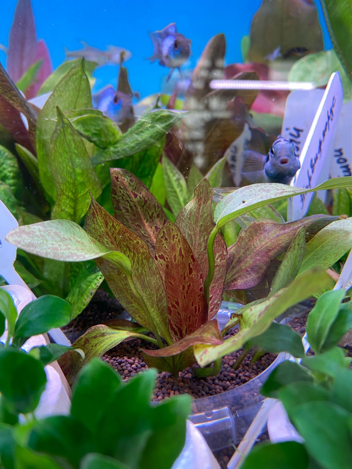 Эхинодорус Оцелот красный