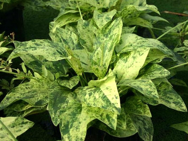 Эхинодорус Мраморная королева