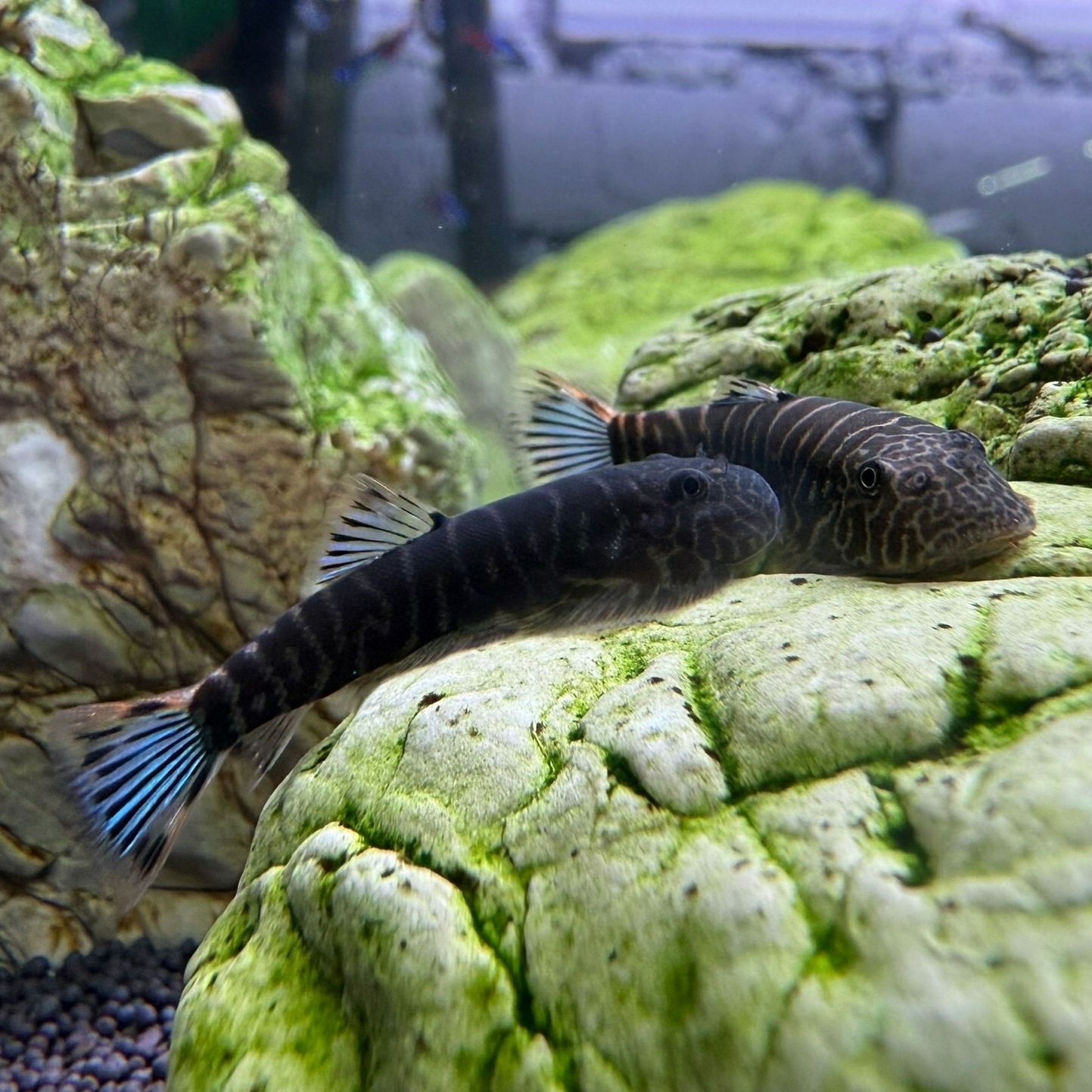 Гастромизон оцеллатус / синехвостый (Gastromyzon ocellatus)