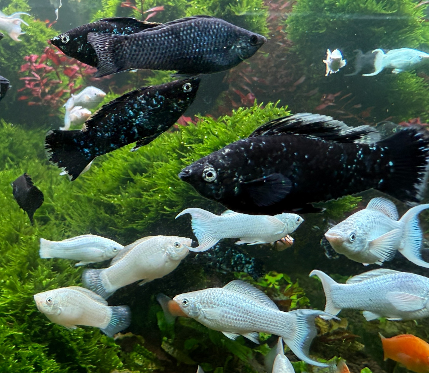 Моллинезия отборная (САМЕЦ) (Poecilia sphenops)