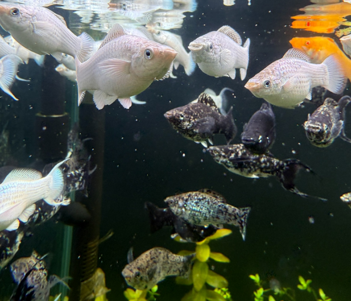 Моллинезия отборная (САМКА) (Poecilia sphenops)