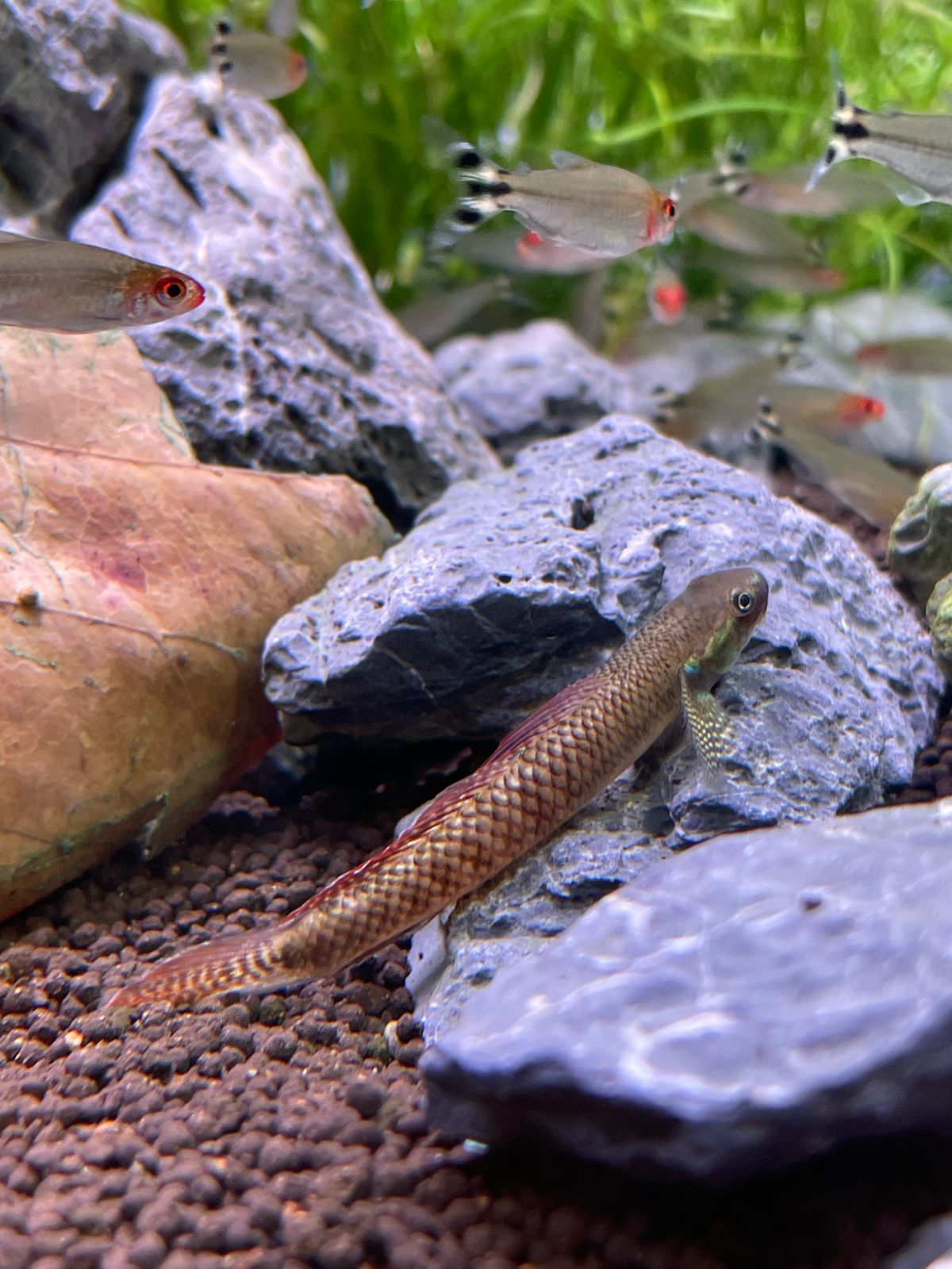 Бычок радужный (Stiphodon ornatus) самцы
