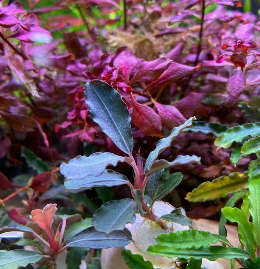 水草 Bucephalandra sp.King rainbow purple АКВАРИУМНЫЕ РАСТЕНИЯ > Буцефаландра Брауни фиолетовая