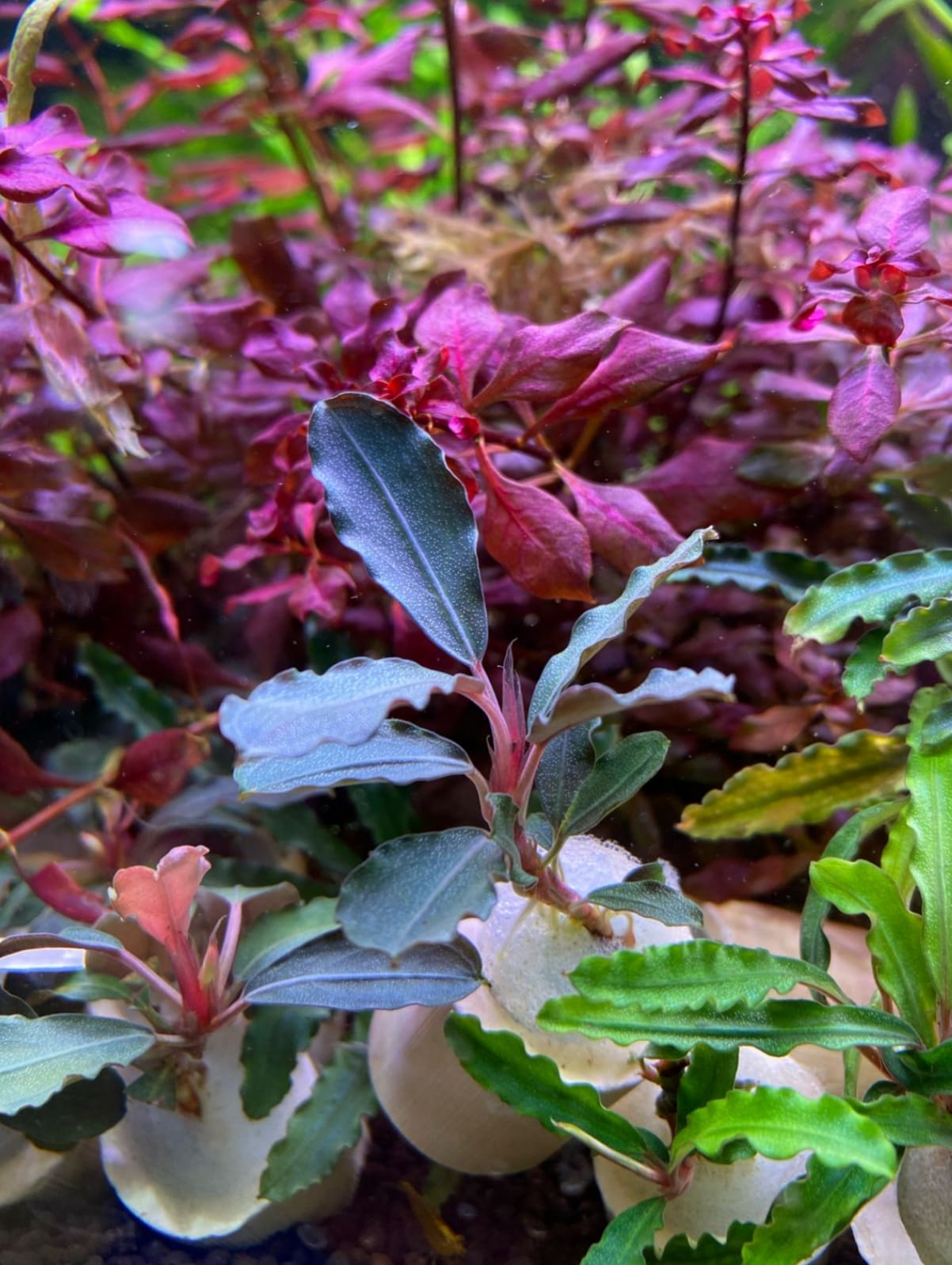 Буцефаландра Брауни фиолетовая (Bucephalandra sp. Brownie Purple) на лаве