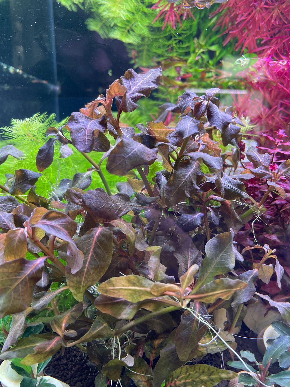 Людвигия Мехико / Сенегальская (Ludwigia sp. Mexico / Senegalensis)