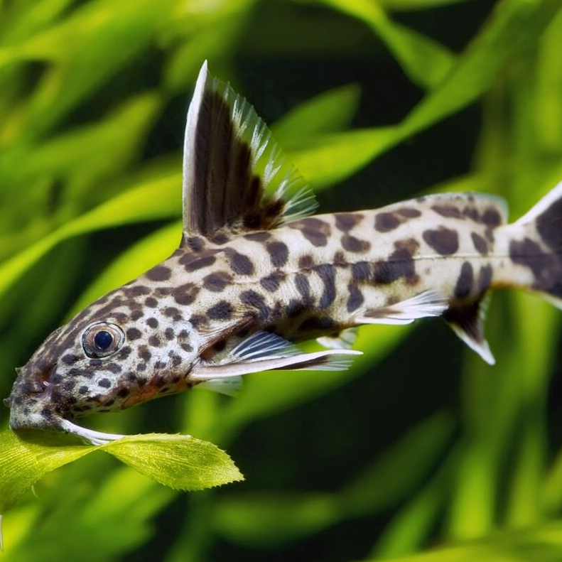 Синодонтис Петрикола (Synodontis petricola)
