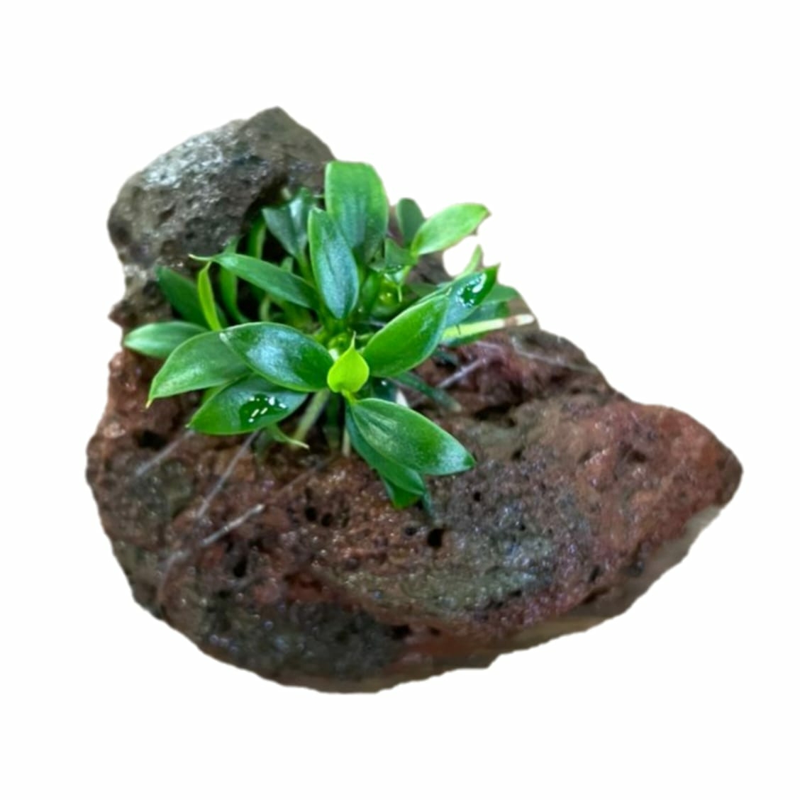 Анубиас нана Панголино (Anubias nana «Pangolino») на лаве