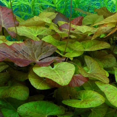 Нимфея карликовая сантарем (Nymphaea sp. "Dwarf", Santarem)