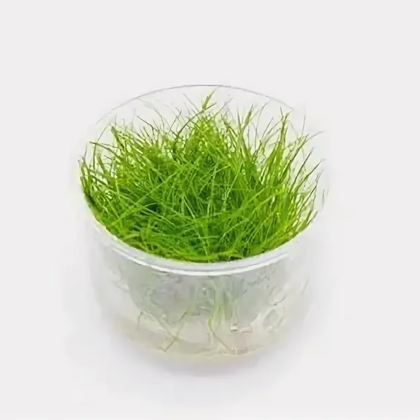 Меристема Элеохарис парвула мини (Eleocharis parvulus mini)