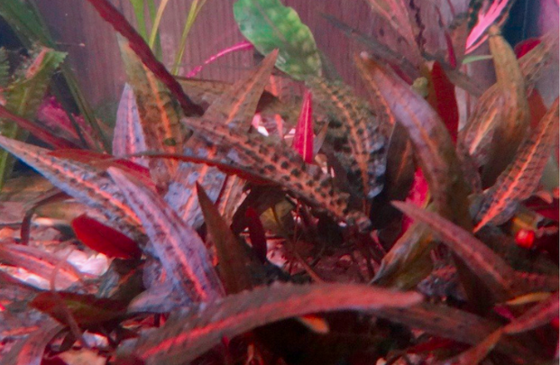 Меристема криптокорина Аффинис красная