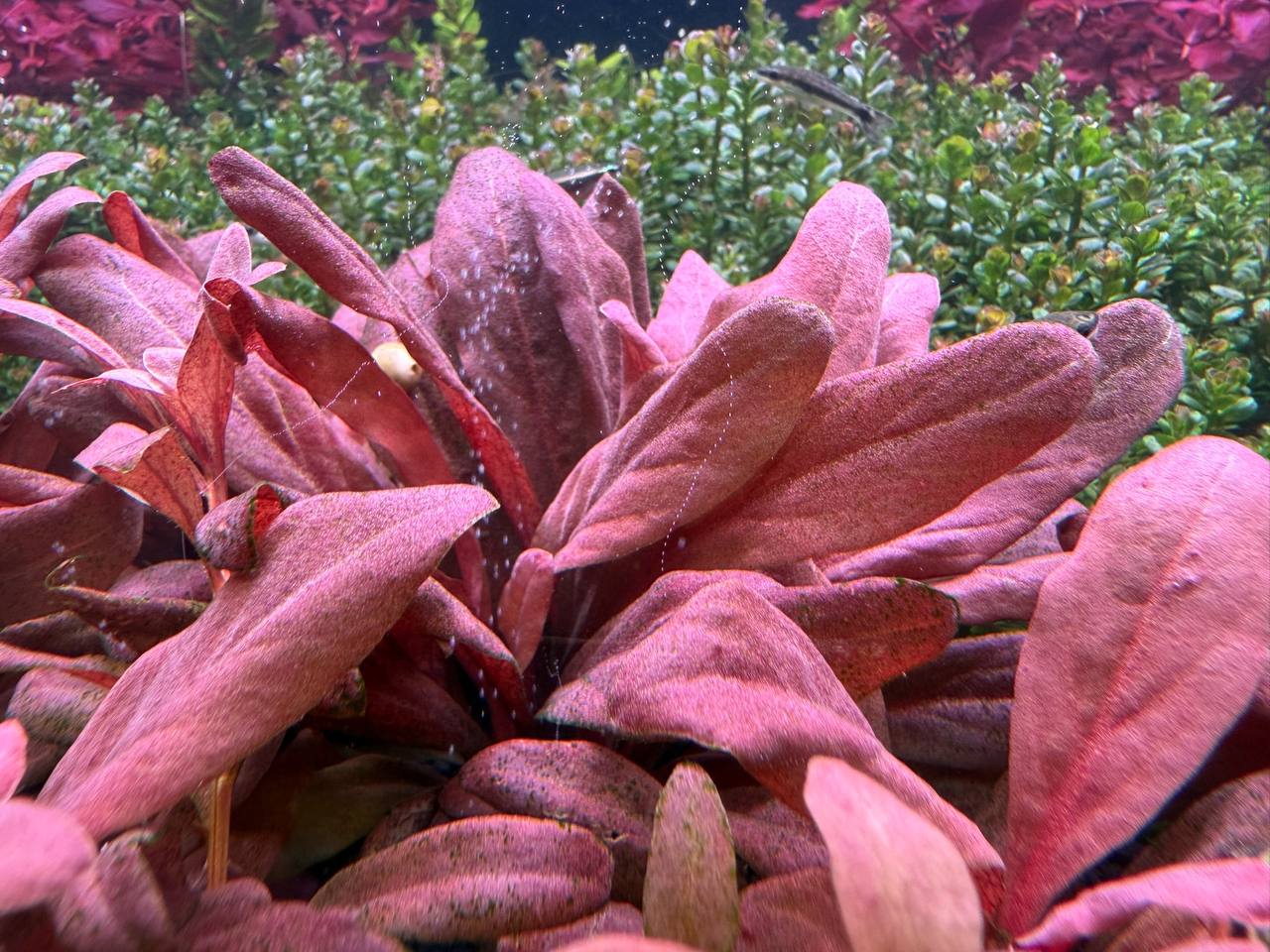 Самолус Парвифлорус красный (Samolus parviflorus Red)