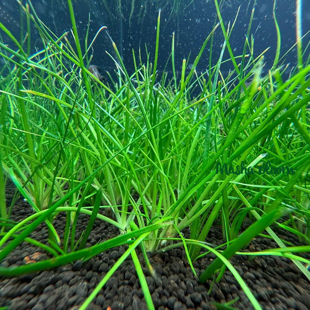 Эриокаулон Малаятор (Eriocaulon Malaytor)