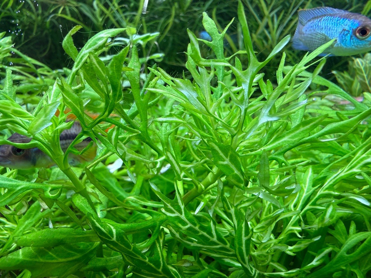 Гигрофила деморфная / синема вариегатная (Higrophila difformis variegated)